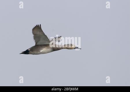 Gadwall (Mareca strespera) en vol Banque D'Images