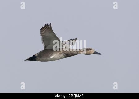 Gadwall (Mareca strespera) en vol Banque D'Images