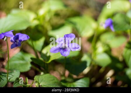 Première floraison de violet dans le soleil de printemps Viola odorata Banque D'Images