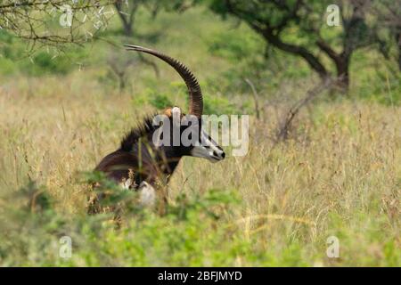 Homme avec de beaux cornes regardant la caméra sur l'herbe haute. Banque D'Images