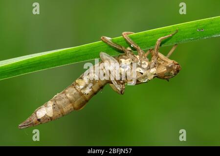 Gros plan de la coquille de pupa de libellule sur la feuille verte, prendre des photos dans l'état naturel sauvage, peut servir de spécimen de recherche entomologique, Tangshan ci Banque D'Images