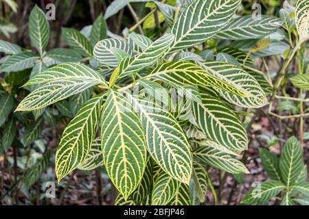 Belle plante verte à rayures avec de longues feuilles dans les jardins botaniques de Perdana à Kuala Lumpur en Malaisie. Banque D'Images