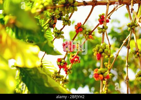 baies colorées café grains mûrir sous le soleil Banque D'Images