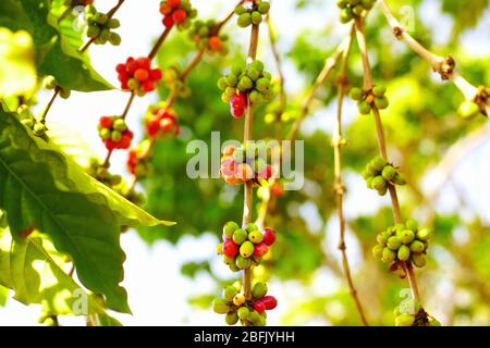 baies colorées café grains mûrir sous le soleil Banque D'Images