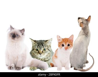 Collage de quatre chats et chatons différents isolés sur blanc Banque D'Images