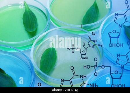 Feuilles génétiquement modifiées testées dans des boîtes de Petri, gros plan Banque D'Images