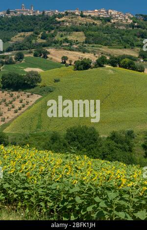 Paysage rural en été près de Monterubbiano, Fermo, Marches, Italie Banque D'Images