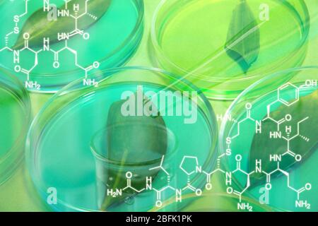 Feuilles génétiquement modifiées testées dans des boîtes de Petri, gros plan Banque D'Images
