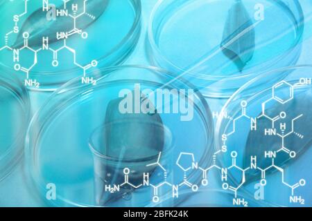 Feuilles génétiquement modifiées testées dans des boîtes de Petri, gros plan Banque D'Images