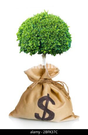 Arbre vert dans le sac avec un signe dollar isolé sur blanc Banque D'Images