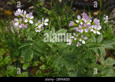 Echte Brunnenkresse, Naturtium officinale Banque D'Images