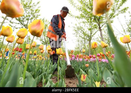 Shijiazhuang, la province chinoise de Hebei. 19 avril 2020. Un travailleur mauvaises herbes le parterre de tulipes florissante à Xinji, dans la province du Hebei en Chine du nord, 19 avril 2020. Crédit: MU Yu/Xinhua/Alay Live News Banque D'Images