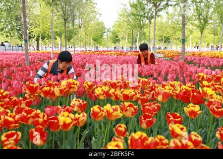 Shijiazhuang, la province chinoise de Hebei. 19 avril 2020. Les travailleurs prennent soin des tulipes en fleurs à Xinji, dans la province de Hebei, dans le nord de la Chine, 19 avril 2020. Crédit: MU Yu/Xinhua/Alay Live News Banque D'Images