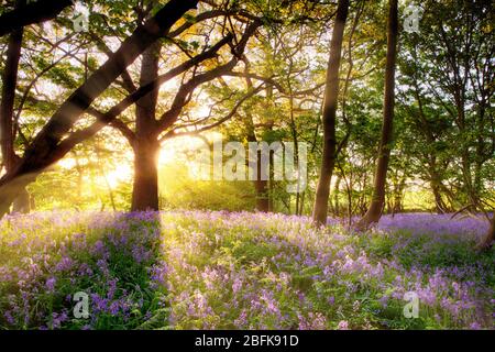 Lever de soleil incroyable à travers les arbres sur un tapis de bluebells sauvages. Paysage printanier saisonnier à Norfolk, Angleterre Banque D'Images