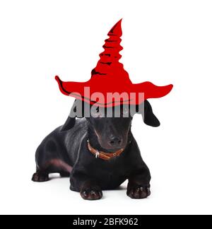 Chien avec chapeau de sorcière pour halloween, isolé sur blanc Banque D'Images