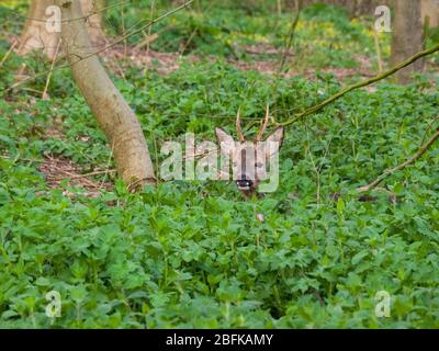 Cerf-Virginie (Capreolus capreolus), dans les bois, Cornwall, Royaume-Uni Banque D'Images