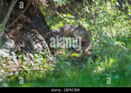 Chat gris rayé caché sous un buisson dans un jardin, regardant quelque chose Banque D'Images