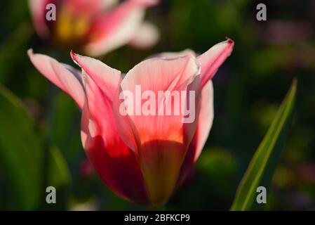 Fleur rose délicate d'une tulipe au printemps contre la lumière Banque D'Images