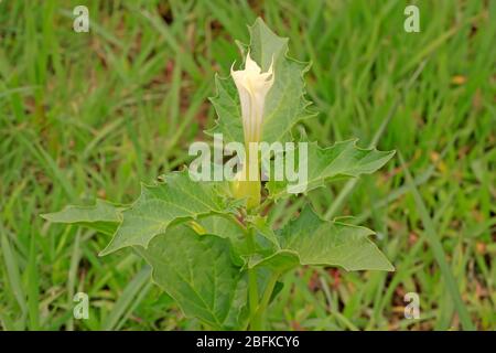 solanaceae plante mandala sur l'herbe, ouvrant des fleurs blanches, prendre des photos dans l'état naturel sauvage, Comté de Luannan, province de Hebei, Chine. Banque D'Images