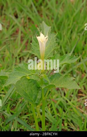 solanaceae plante mandala sur l'herbe, ouvrant des fleurs blanches, prendre des photos dans l'état naturel sauvage, Comté de Luannan, province de Hebei, Chine. Banque D'Images