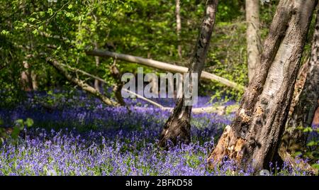 Tapis de bluebells sauvages dans les bois, photographiés à Pear Wood à côté de Stanmore Country Park à Stanmore, Middlesex, Royaume-Uni Banque D'Images