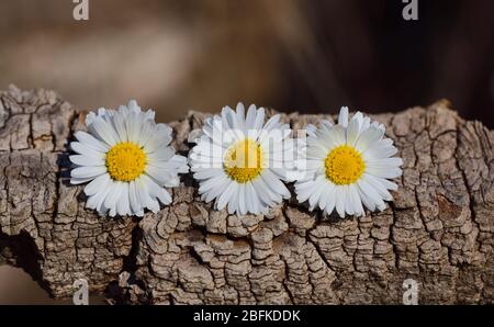 Trois petites daisies blanches sont décorative sur une écorce d'arbre au printemps Banque D'Images