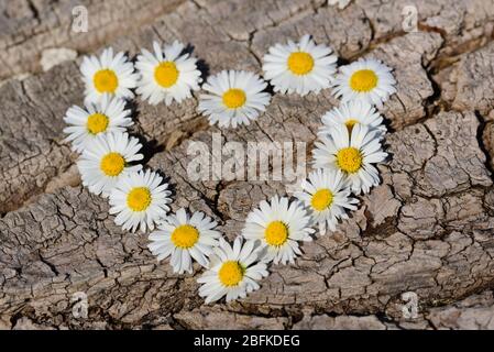 Un coeur fait des fleurs de daisies sur l'écorce sèche d'un vieux arbre Banque D'Images