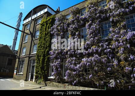 Wisteria en pleine floraison devant la brasserie Griffin de Fuller à Chiswick, Londres. Banque D'Images