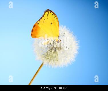 Magnifique papillon sur le dandélion sur fond bleu Banque D'Images