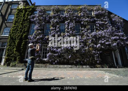 Un homme arrête de photographier la Wisteria en pleine floraison devant la brasserie Fuller's Griffin à Chiswick, Londres. Banque D'Images