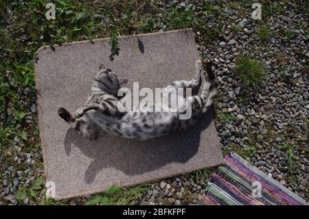 Chat bengal sur le patio Banque D'Images