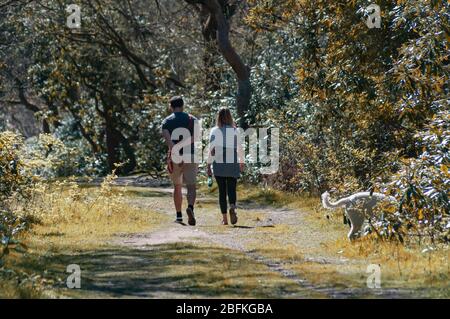 Glasgow, Écosse, Royaume-Uni. 19 avril 2020. La quatrième semaine de la pandémie de coronavirus a verrouillé un couple prenant leur exercice quotidien et marchant le chien le long de la promenade Rhododendron dans le parc national de Pollok dans un après-midi chaud et ensoleillé. Crédit: Skully/Alay Live News Banque D'Images