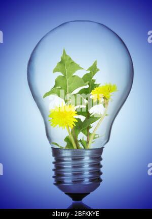 Concept d'éco-énergie verte. Fleurs qui poussent à l'intérieur de l'ampoule, sur fond bleu Banque D'Images