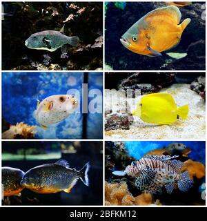 Monde sous-marin - poissons exotiques dans un aquarium Banque D'Images