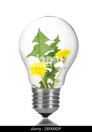 Concept d'éco-énergie verte. Fleurs qui poussent à l'intérieur de l'ampoule, isolées sur blanc Banque D'Images