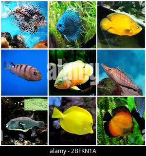 Monde sous-marin - poissons exotiques dans un aquarium Banque D'Images