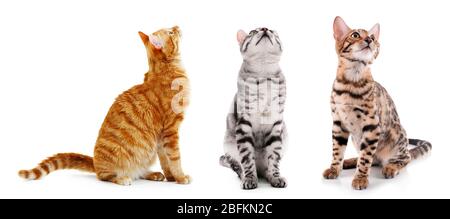 Les chats mignons isolés sur le blanc Banque D'Images