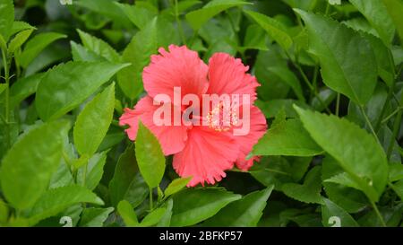 la fleur rouge fleurit au milieu des feuilles vertes Banque D'Images