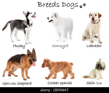 Différentes grandes races de chiens ensemble, isolées sur blanc Banque D'Images