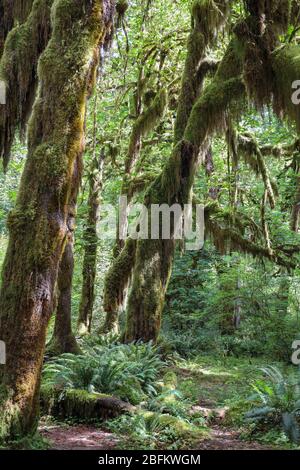 La salle de la piste des Mosses dans la forêt tropicale de Hoh du Parc National Olympique est bordée d'arbres anciens, principalement des temples de bifeuilles et des sruces de Sitka drapées en Mo Banque D'Images