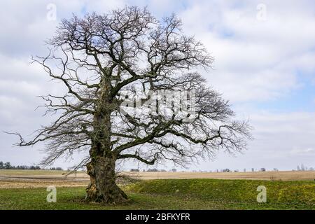 un grand vieux chêne sans feuilles sur un fond de ciel bleu Banque D'Images