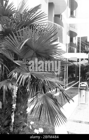 Palmiers, stylisation rétro, gros plan Banque D'Images