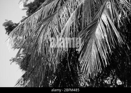 Palmiers, stylisation rétro, gros plan Banque D'Images
