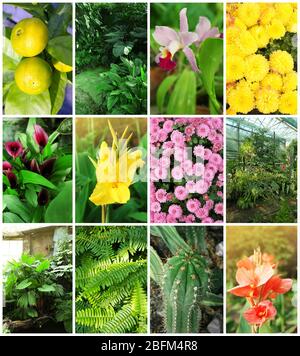 Collage avec de belles fleurs et plantes dans le jardin. Banque D'Images