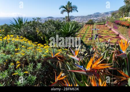 Fleur de grue (Strelitzia reginae) en premier plan et partie d'un parc botanique et un ciel bleu en arrière-plan, photo de Monte Madeira Portugal. Banque D'Images