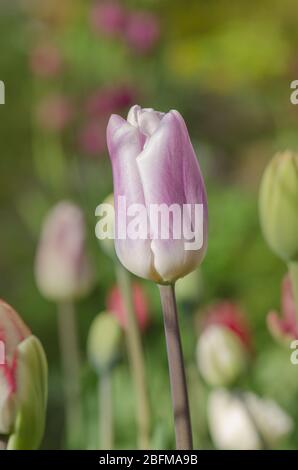 Purpe tulipe bordée de teintes de blanc crémeux. Variété tulipe Siesta Banque D'Images