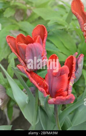 Tulipa Rococo rouge perroquet tulipe. Fleurs de tulipes de perroquet rouge Banque D'Images