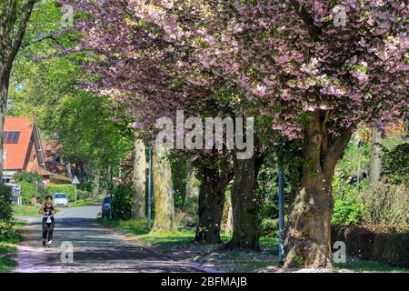 Une femme se bloque seul le long d'une allée avec de belles cerisiers en fleurs printanières. Haltern am See, NRW, Allemagne. 19 avril 2020. Dans l'ensemble, les Allemands ont jusqu'à présent assez bien respecté les règles et restrictions de distanciation sociale à la vie publique, les taux d'infection se nivelant lentement et tôt indiquant que les mesures fonctionnent. Crédit: Imagetraceur/Alay Live News Banque D'Images