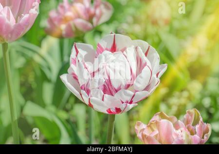 Double tulipe blanche avec rayures rouges. Carnaval de Nice tulipe Banque D'Images