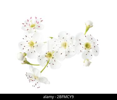 Fleurs blanches de Hawthorn (arbre de mai) isolées sur fond blanc. Gros plan. Banque D'Images